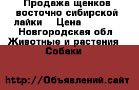 Продажа щенков восточно-сибирской лайки  › Цена ­ 15 000 - Новгородская обл. Животные и растения » Собаки   